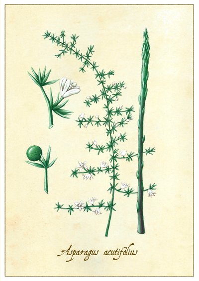 Asparagus acutifolius, 2015 (gwasz) autorstwa Annalisa Morrocco