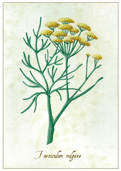 Foeniculum vulgare, 2015 (gwasz) autorstwa Annalisa Morrocco