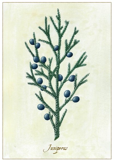 Juniperus, 2015 (gwasz) autorstwa Annalisa Morrocco