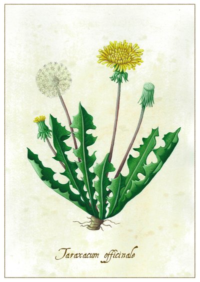 Taraxacum officinale, 2015 (gwasz) autorstwa Annalisa Morrocco