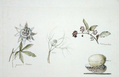 Kwiat męczennicy, anyż i kolendra autorstwa Anne Marguerite Hyde de Neuville