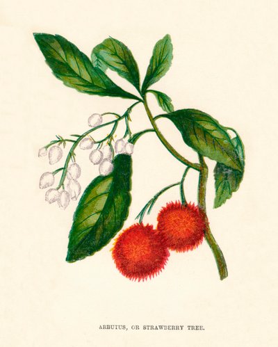 Arbutus, czyli drzewo truskawkowe, c1891, 1891 autorstwa Anne Pratt