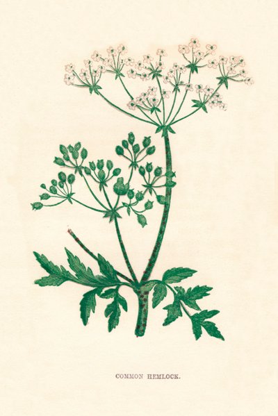 Cykuta zwyczajna, c1891, 1891 autorstwa Anne Pratt