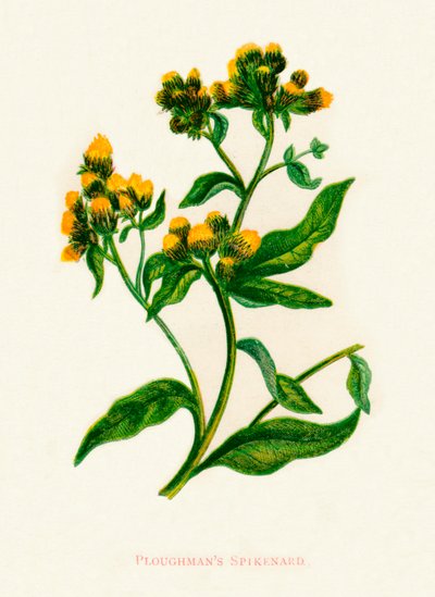 Ploughmans Spikenard, ok. 1891 r., 1891 r. autorstwa Anne Pratt