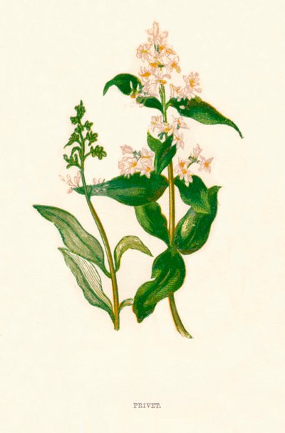 Witam k1891, 1891 autorstwa Anne Pratt