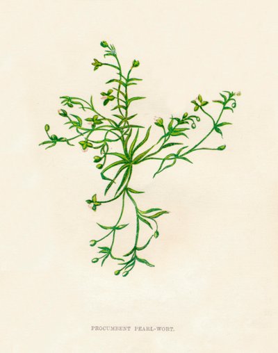 Procumbent Pearl-Wort, c1891, 1891 autorstwa Anne Pratt