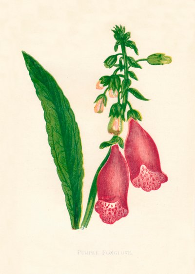 Fioletowa naparstnica, c1891, 1891. autorstwa Anne Pratt