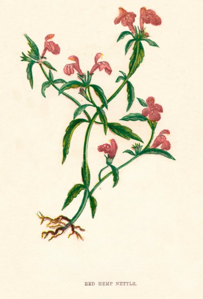 Czerwona pokrzywa konopna, ok. 1891 r., 1891 r autorstwa Anne Pratt