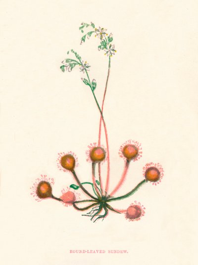 Rosiczka okrągłolistna, c1891, 1891 autorstwa Anne Pratt
