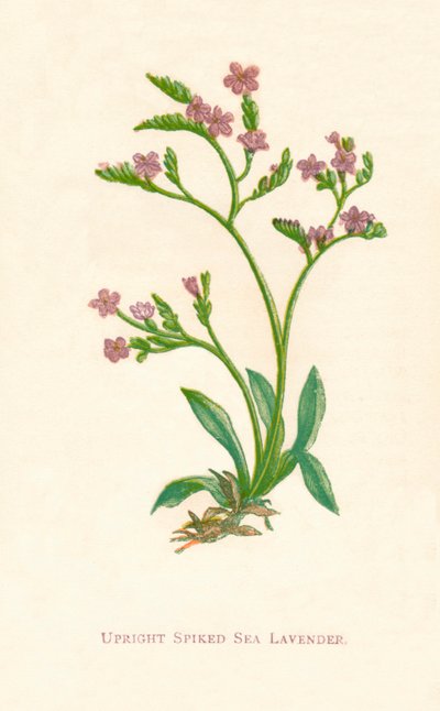 Pionowa kolczasta lawenda morska, c1891, 1891 autorstwa Anne Pratt