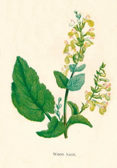 Szałwia Drewna, ok. 1891 r., 1891 r autorstwa Anne Pratt