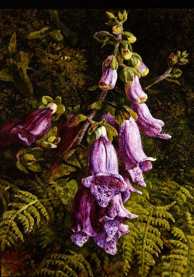 Foxgloves autorstwa Annie Feray Mutrie