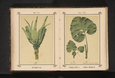 Liść podbiału i liść Lepiężnika Tussilago Farfara L. Petasites officinalis M. (tytuł na obiekcie) autorstwa Anonymous