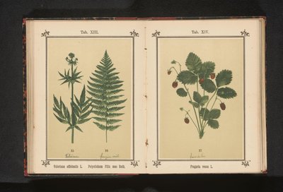 Bosaardbei Fragaria vesca L. (tytuł na obiekcie) autorstwa Anonymous