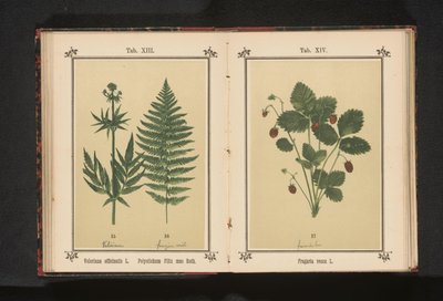 Prawdziwy waleriana i gałąź męskiej paproci Valeriana officinalis L. Polystichum Filix mas Roth (tytuł na obiekcie) autorstwa Anonymous