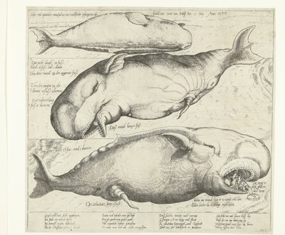 Wieloryb wyrzucony na brzeg w pobliżu Antwerpii, 1577 True ung eigentliche contrafactur eines wallfisches gefangen in der scheldt nitt weit von Antorff Am 2 lipca. Anno 1577 (tytuł na obiekcie) autorstwa Anonymous