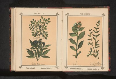 Plamista miodunka i zwykła trawa wieprzowa Pulmonaria officinalis L. Polygonum aviculare L. (tytuł na obiekcie) autorstwa Anonymous