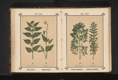 Pokrzywa i rzepak Urtica dioica L. Brassica Napus L. (tytuł na obiekcie) autorstwa Anonymous