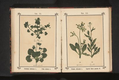 Złoty pierwiosnek i torebka pasterska Primula officinalis L. Capsella Bursa pastoris M. (tytuł obiektu) autorstwa Anonymous
