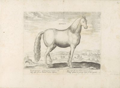 Hengst uit Anatolië Urodzony (tytuł na obiekcie) Paardenrassen uit de Koninklijke stallen van Don Juan van Oostenrijk (tytuł serii) Koń, w którym wszystkie rodzaje szlachty: wybrane zachowania koni wyróżnionych z różnych stron świata (...) (tytuł serii na  autorstwa Anonymous