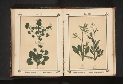 Kłus i marcowy fiołek Glechoma hederacea L. Viola odorata L. (tytuł na obiekcie) autorstwa Anonymous