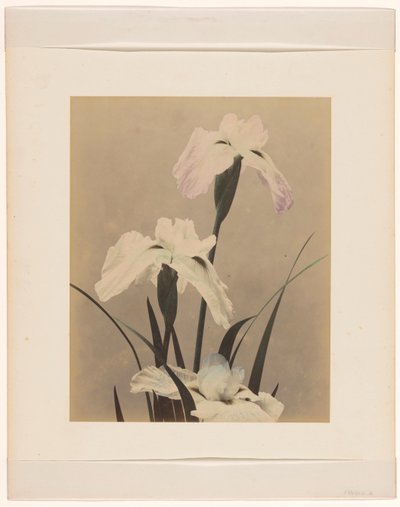 irysy autorstwa Anonymous