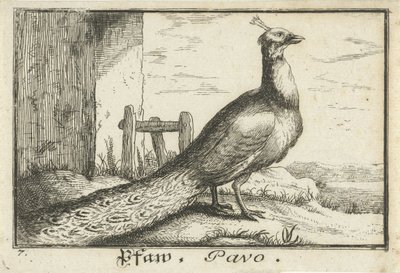 Krajobraz z pawiem Pfaw, Pavo (tytuł na obiekcie) autorstwa Anonymous