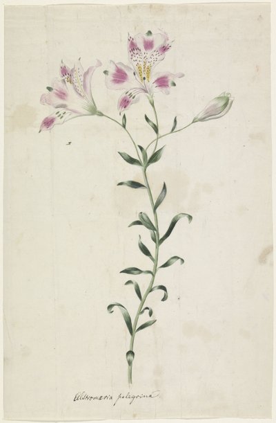 Leslie (Alstroemeria Pellegrina) autorstwa Anonymous