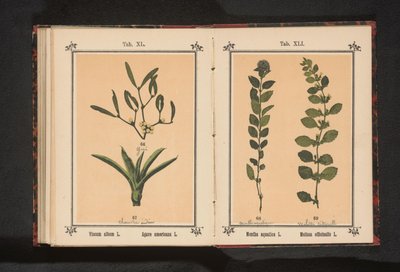 Jemioła i stuletni aloes Album Viscum L. Agave americana L. (tytuł na obiekcie) autorstwa Anonymous