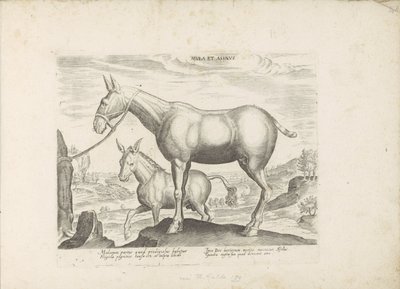 Mulezel en ezel Mule and Donkey (tytuł na obiekcie) Paardenrassen uit de Koninklijke stallen van Don Juan van Oostenrijk (tytuł serii) Koń, w którym wszelka szlachta: wybrane zachowania koni wyróżnionych z różnych stron świata (...) (tytuł serii autorstwa Anonymous