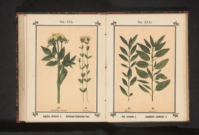Gałązka oliwna i gałązka migdałowa Olea europaea L. Amygdalus communis L. (tytuł obiektu) autorstwa Anonymous