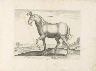 Paard uit Armenië Armenius (tytuł na obiekcie) Paardenrassen uit de Koninklijke stallen van Don Juan van Oostenrijk (tytuł serii) Koń, w którym wszystkie rodzaje szlachty: wybrane zachowania koni wyróżnionych z różnych stron świata (...) (tytuł serii o ob autorstwa Anonymous