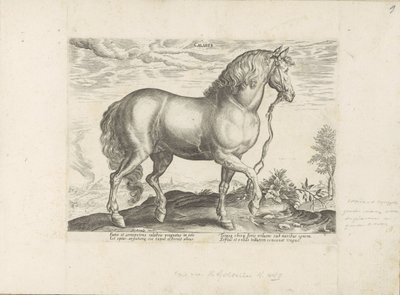 Paard uit Calabria Calabar (tytuł na obiekcie) Paardenrassen uit de Koninklijke stallen van Don Juan van Oostenrijk (tytuł serii) Koń, w którym wszystkie rodzaje szlachty: wybrane zachowania koni wyróżnionych z różnych stron świata (...) (tytuł serii o ob autorstwa Anonymous