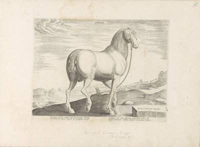 Koń z Korsyki Serce (tytuł na obiekcie) Paardenrassen uit de Koninklijke stallen van Don Juan van Oostenrijk (tytuł serii) Koń, w którym wszystkie rodzaje szlachty: wybrane zachowania koni wyróżniających się z różnych stron świata (...) (tytuł serii na obj autorstwa Anonymous