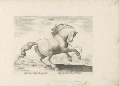 Paard uit Danemarken Duński (tytuł na obiekcie) Paardenrassen uit de Koninklijke stallen van Don Juan van Oostenrijk (tytuł serii) Koń, w którym wszystkie rodzaje szlachty: wybrane zachowania koni wyróżnionych z różnych stron świata (...) (tytuł serii o ob autorstwa Anonymous