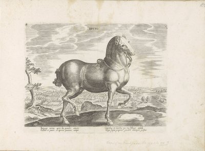 Paard uit England Brito (tytuł na obiekcie) Paardenrassen uit de Koninklijke stallen van Don Juan van Oostenrijk (tytuł serii) Koń, w którym wszystkie rodzaje szlachty: wybrane zachowania koni wyróżniających się z różnych stron świata (...) (tytuł serii na autorstwa Anonymous