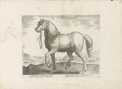 Paard uit Gulik (Juliacus) Julia (tytuł na obiekcie) Paardenrassen uit de Koninklijke stallen van Don Juan van Oostenrijk (tytuł serii) Koń, w którym wszyscy szlachcice: wybrani z różnych stron świata wyróżniający się zachowaniem koni (...) (seria autorstwa Anonymous
