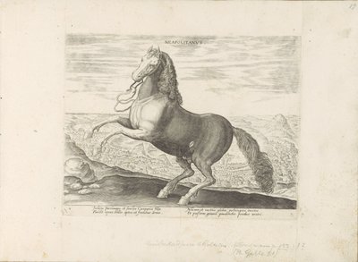 Paard uit Neapol neapolitański (tytuł na obiekcie) Paardenrassen uit de Koninklijke stallen van Don Juan van Oostenrijk (tytuł serii) Koń, w którym wszystkie rodzaje szlachty: wybrane zachowania koni wyróżniających się z różnych stron świata (...) (tytuł s autorstwa Anonymous