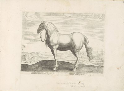 Paard uit Noord-Italia Insuber (tytuł na obiekcie) Paardenrassen uit de Koninklijke stallen van Don Juan van Oostenrijk (tytuł serii) Koń, w którym wszystkie rodzaje szlachty: wybrane zachowania koni wyróżnionych z różnych stron świata (...) (tytuł serii o autorstwa Anonymous