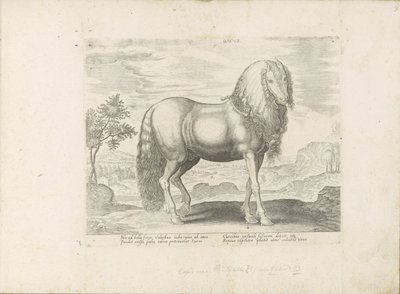 Paard uit Roemenië (niderlandzki) Dacus (tytuł na obiekcie) Paardenrassen uit de Koninklijke stallen van Don Juan van Oostenrijk (tytuł serii) Koń, w którym wszelka szlachta: wybrane zachowania koni wyróżnionych z różnych stron świata (...) (tytuł serii autorstwa Anonymous