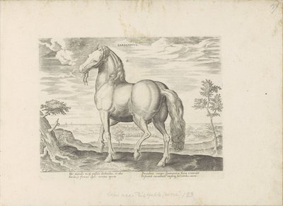 Paard z Sardynii Sardonik (tytuł na obiekcie) Paardenrassen uit de Koninklijke stallen van Don Juan van Oostenrijk (tytuł serii) Koń, w którym wszystkie rodzaje szlachty: wybrane zachowania koni wyróżniających się z różnych stron świata (...) (tytuł serii  autorstwa Anonymous