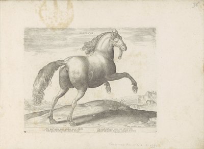 Paard uit Spanje Hiszpański (tytuł na obiekcie) Paardenrassen uit de Koninklijke stallen van Don Juan van Oostenrijk (tytuł serii) Koń, w którym wszystkie rodzaje szlachty: wybrane zachowania koni wyróżniających się z różnych stron świata (...) (tytuł seri autorstwa Anonymous