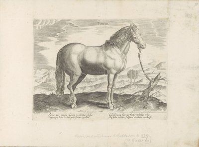 Paard uit Turkije Turecki (tytuł na obiekcie) Paardenrassen uit de Koninklijke stallen van Don Juan van Oostenrijk (tytuł serii) Koń, w którym wszystkie rodzaje szlachty: wybrane zachowania koni wyróżniających się z różnych stron świata (...) (tytuł serii  autorstwa Anonymous