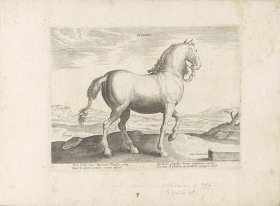 Paard uit Vlaanderen Flandria (tytuł na obiekcie) Paardenrassen uit de Koninklijke stallen van Don Juan van Oostenrijk (tytuł serii) Koń, w którym szlachta wszelkiego rodzaju: zachowanie koni wyróżniających się z różnych stron świata (...) (tytuł serii na  autorstwa Anonymous