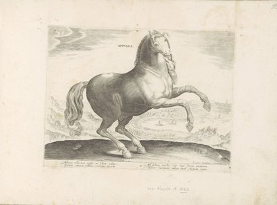 Paard uit Zuid-Italia Appulus (tytuł na obiekcie) Paardenrassen uit de Koninklijke stallen van Don Juan van Oostenrijk (tytuł serii) Koń, w którym wszystkie rodzaje szlachty: wybrane zachowania koni wyróżniających się z różnych stron świata (...) (tytuł se autorstwa Anonymous