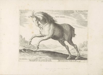 Paard van het ras Koń Królewski (de Koninklijke) Koń Królewski (tytuł na obiekcie) Paardenrassen uit de Koninklijke stallen van Don Juan van Oostenrijk (tytuł serii) Koń, w którym szlachta wszelkiego rodzaju: wyróżniająca się obyczajami koni z różnych stro autorstwa Anonymous
