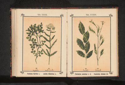 Czerwone drzewo sandałowe i ziele kopru włoskiego Pterocarpus santalinus L. fil. Foeniculum officinale Al.. (tytuł na obiekcie) autorstwa Anonymous