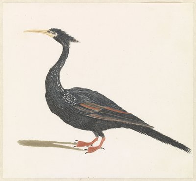 Slangenhalsvogel autorstwa Anonymous