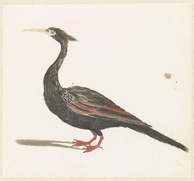 Slangenhalsvogel autorstwa Anonymous