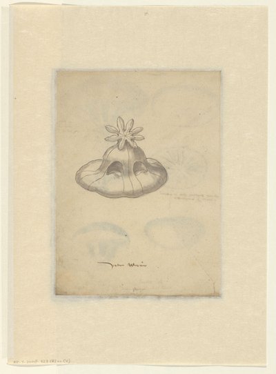 Badanie meduzy autorstwa Anonymous